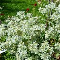 Euphorbia marginata 'Summer Icicle' (5)